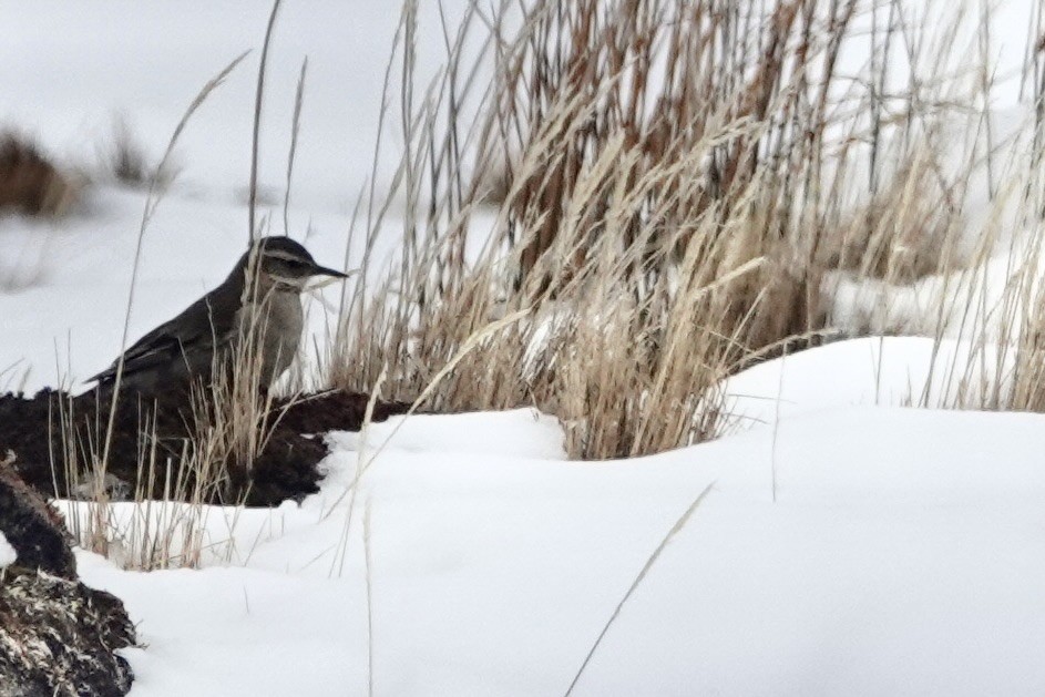 Buff-winged Cinclodes - ML646110570
