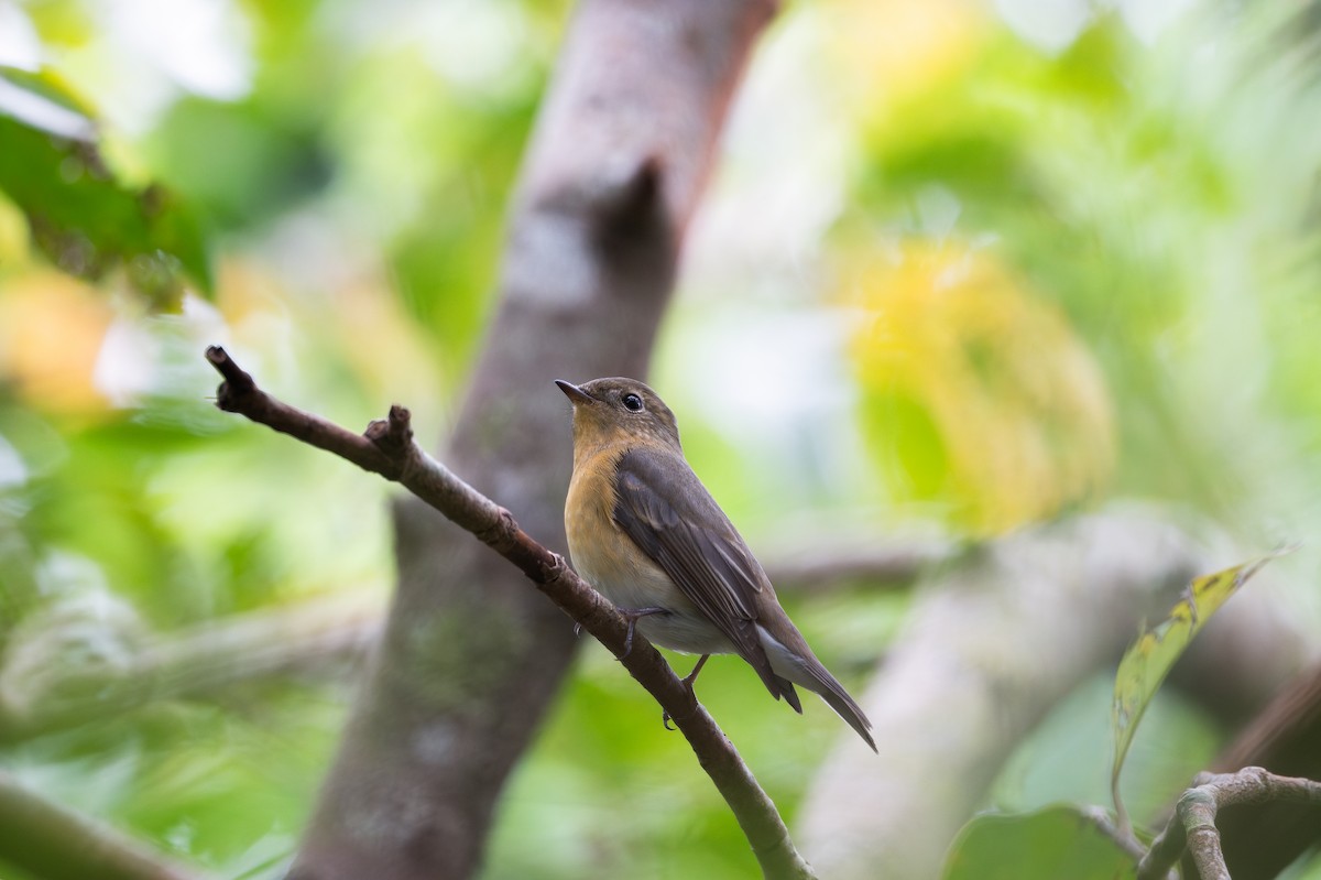Mugimaki Flycatcher - ML646110571