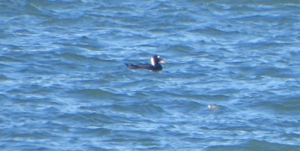 Surf Scoter - ML646110585