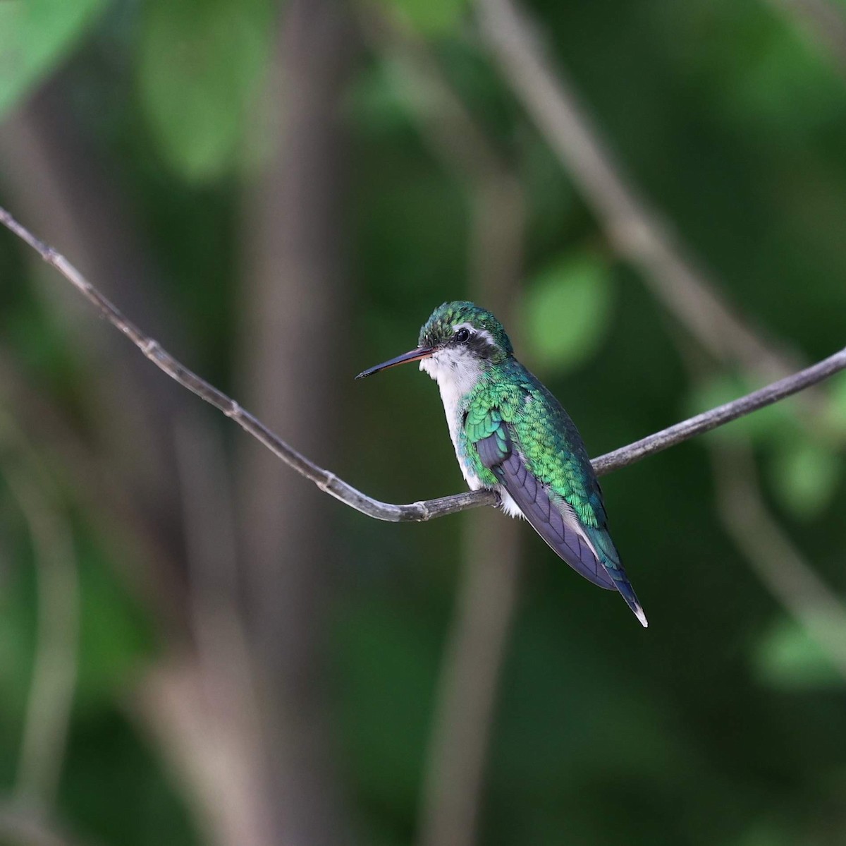 Émeraude de Cozumel - ML646110586