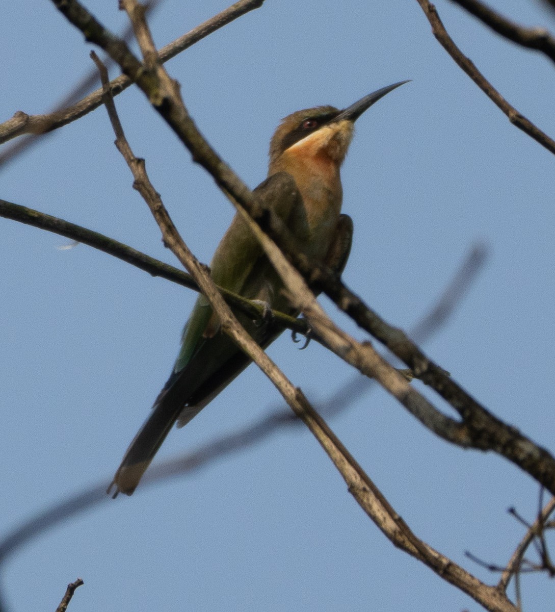 Guêpier à queue d'azur - ML646110587