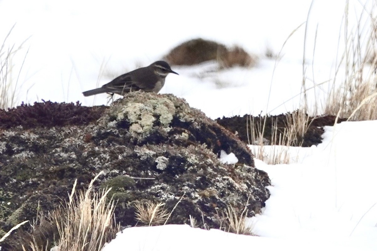 Cinclode brun - ML646110588