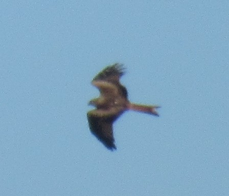 Milan royal - ML646110591