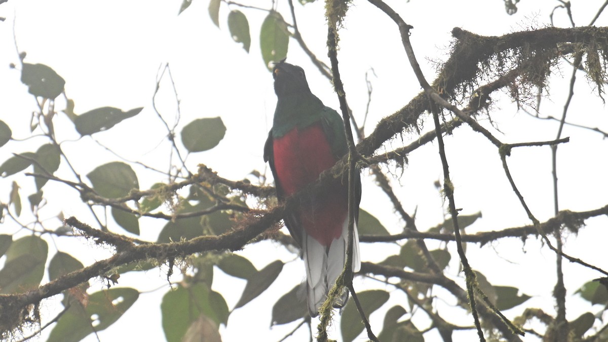 Quetzal antisien - ML646110592