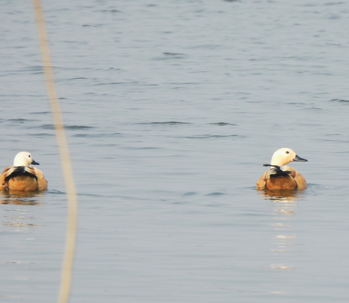 Tadorne casarca - ML646110596