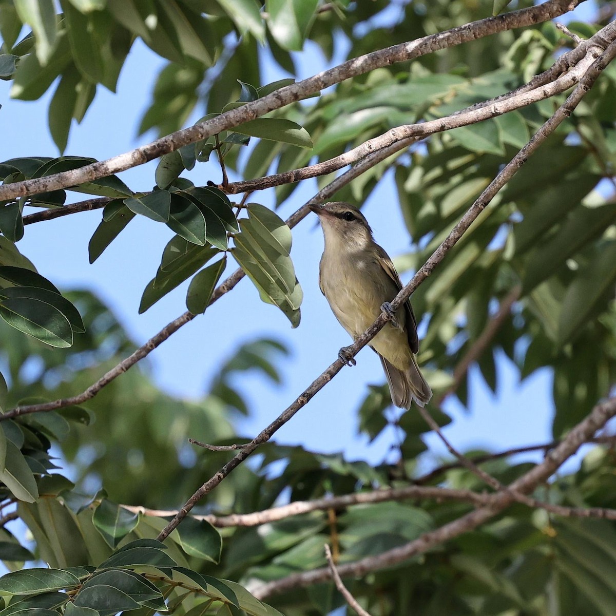 Viréo du Yucatan - ML646110597