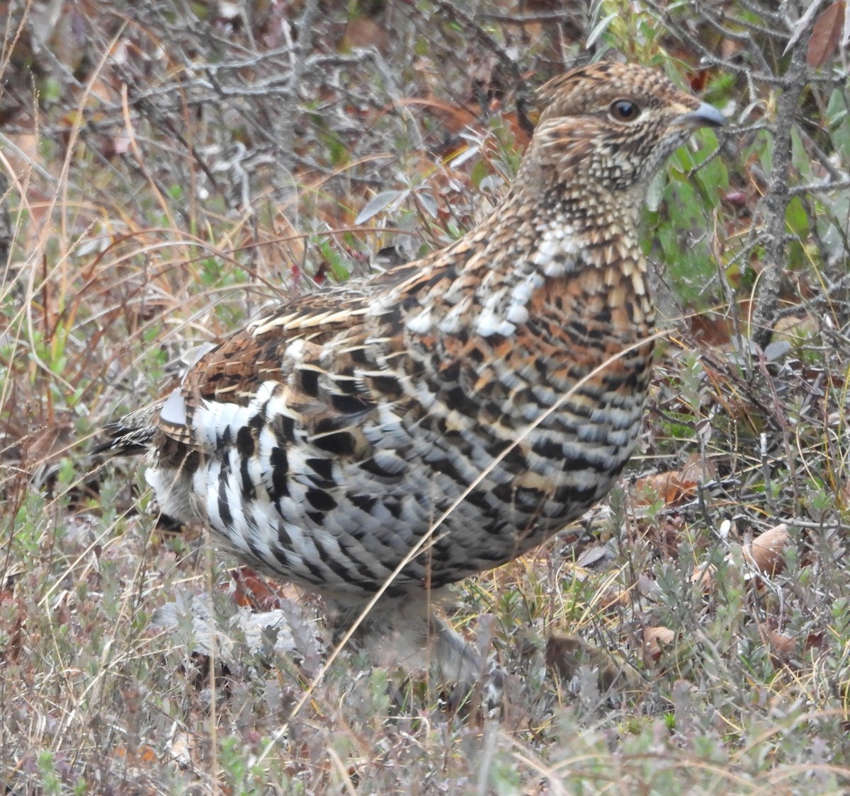 Gélinotte huppée - ML646110598