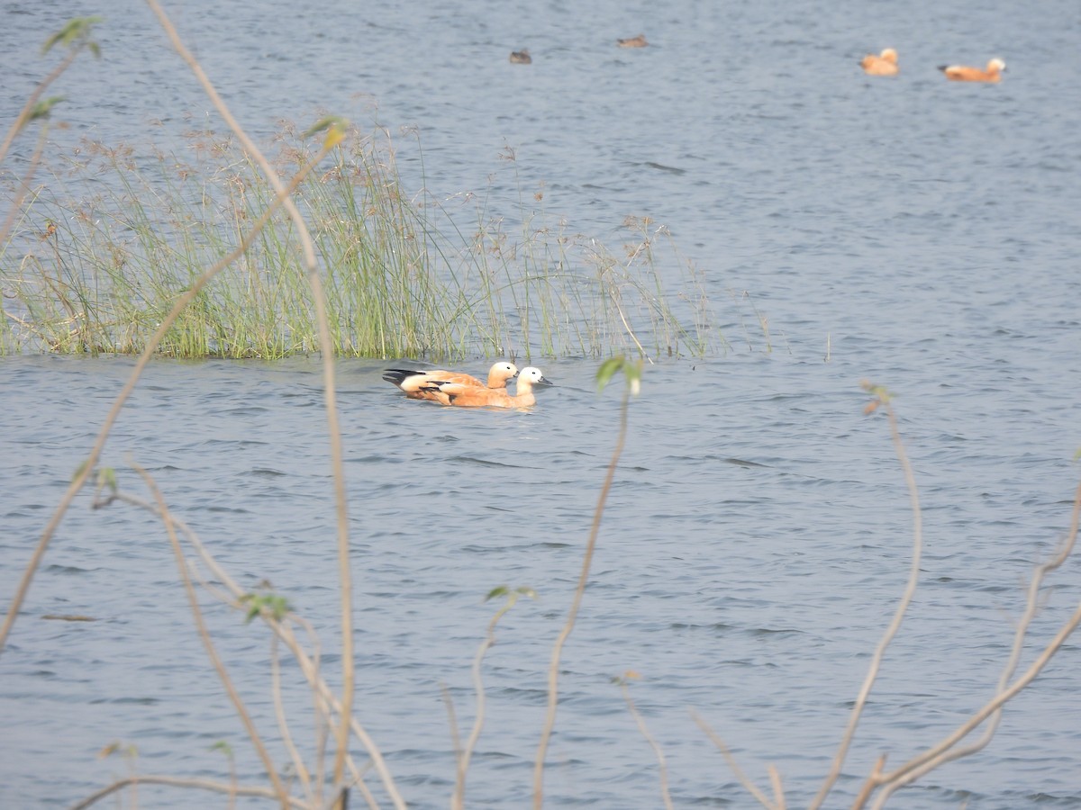 Tadorne casarca - ML646110600