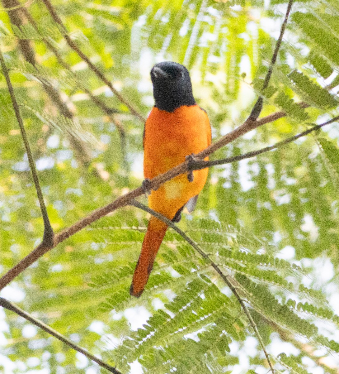 Grand Minivet - ML646110602