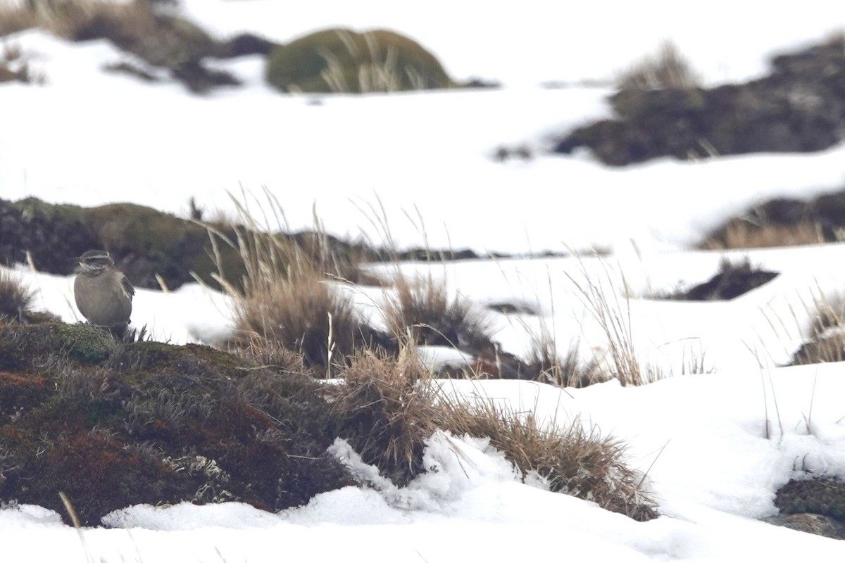 Cinclode brun - ML646110603