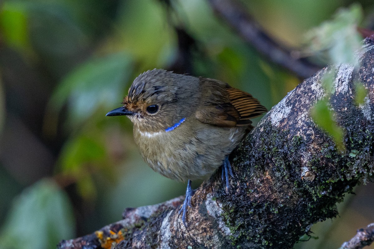 コチャバラオオルリ - ML646110606