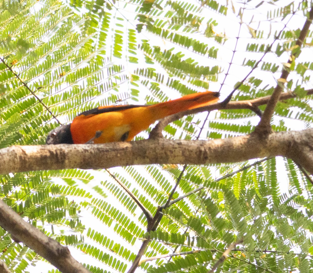 Grand Minivet - ML646110607