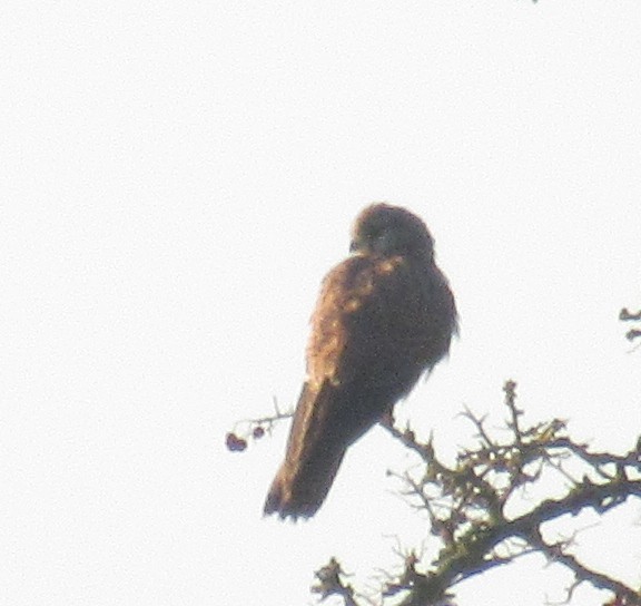 Faucon crécerelle - ML646110608