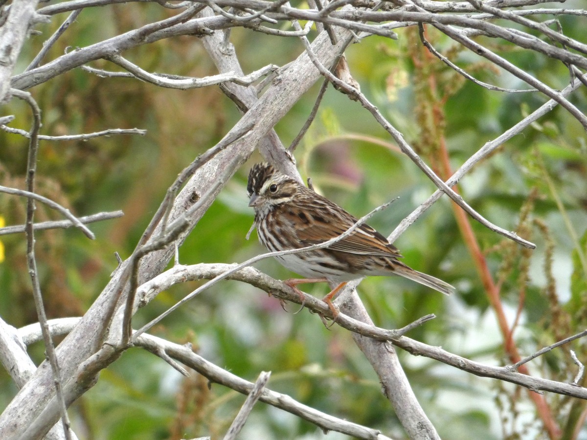 Bruant des prés - ML646110609