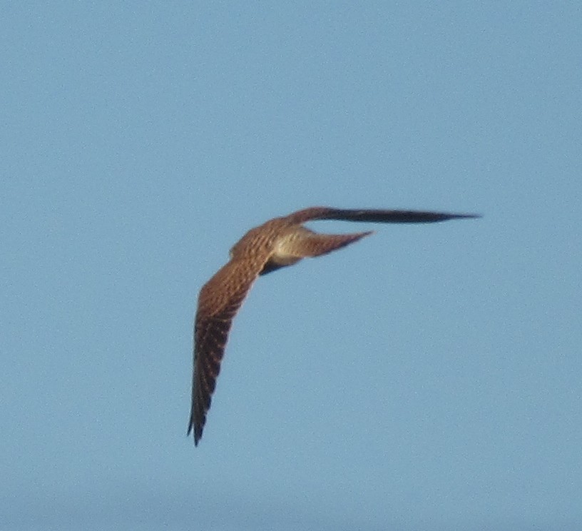 Faucon crécerelle - ML646110610