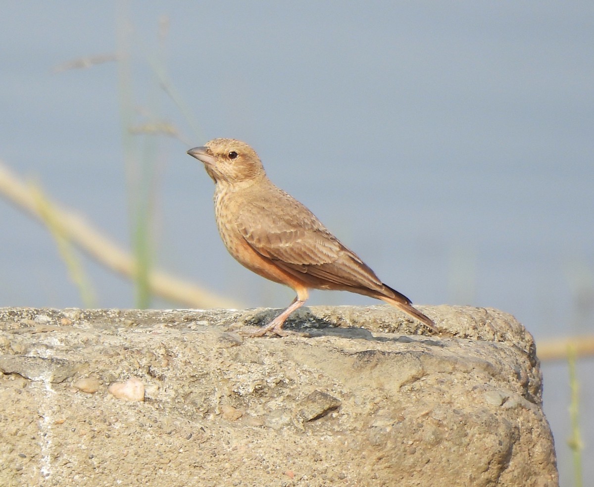 Ammomane à queue rouge - ML646110611
