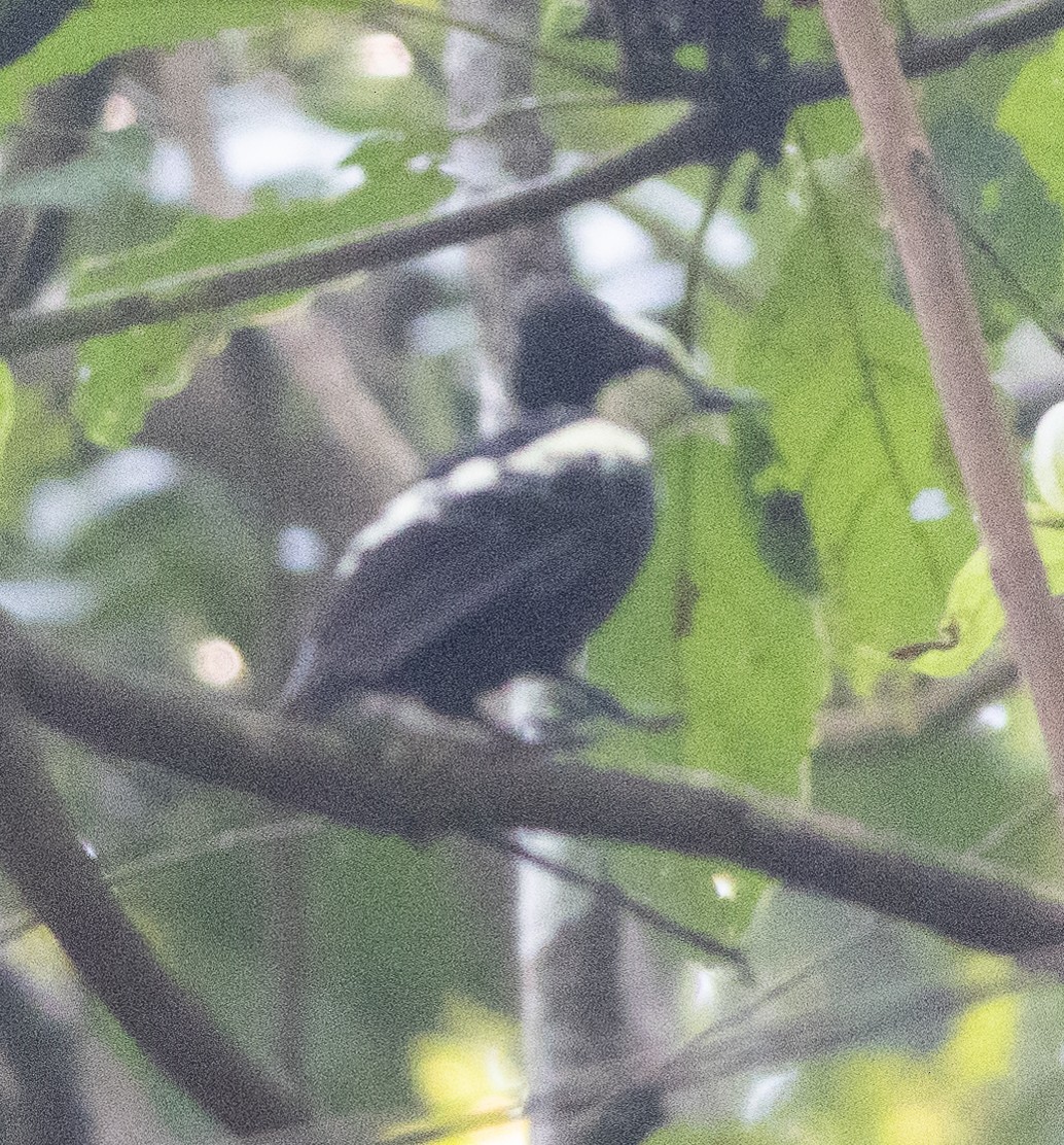 Pic canente - ML646110612