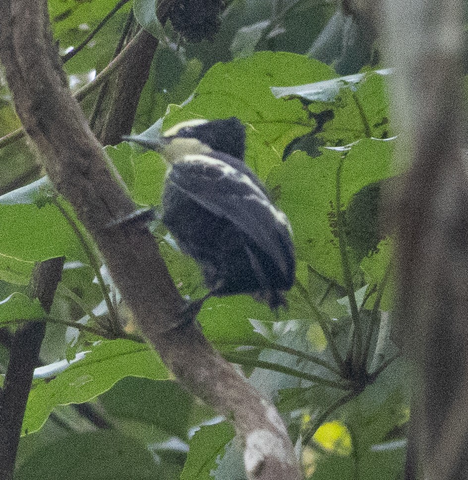 Pic canente - ML646110613