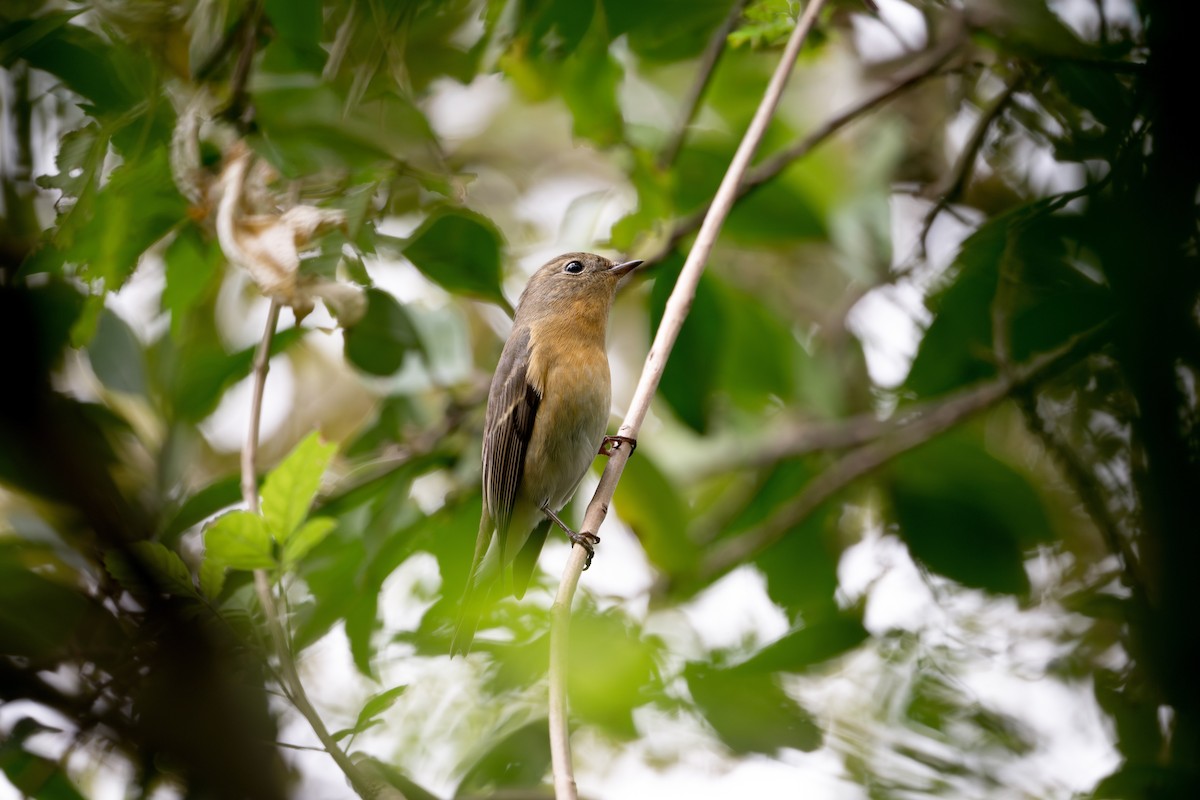 Gobemouche mugimaki - ML646110614
