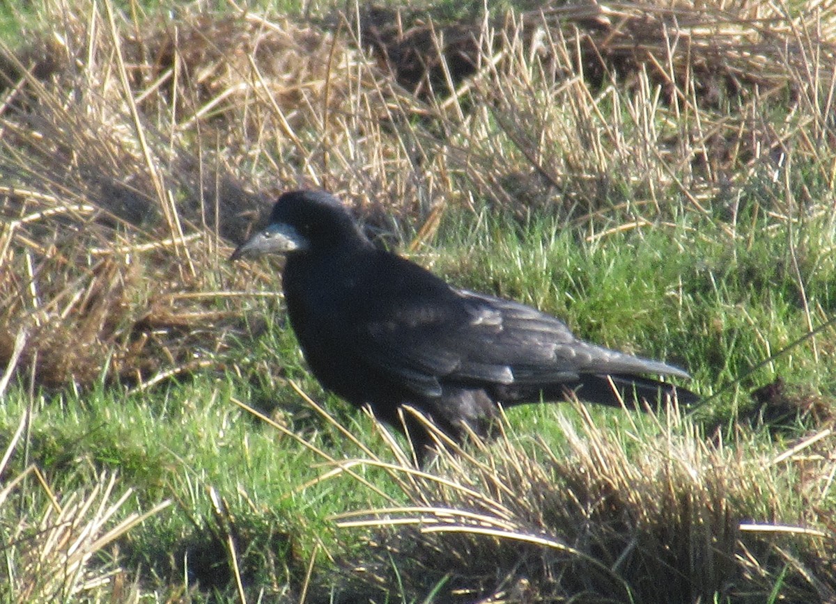 Corbeau freux - ML646110615