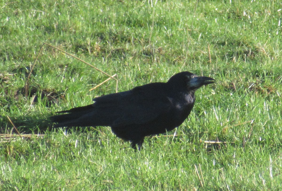 Corbeau freux - ML646110616