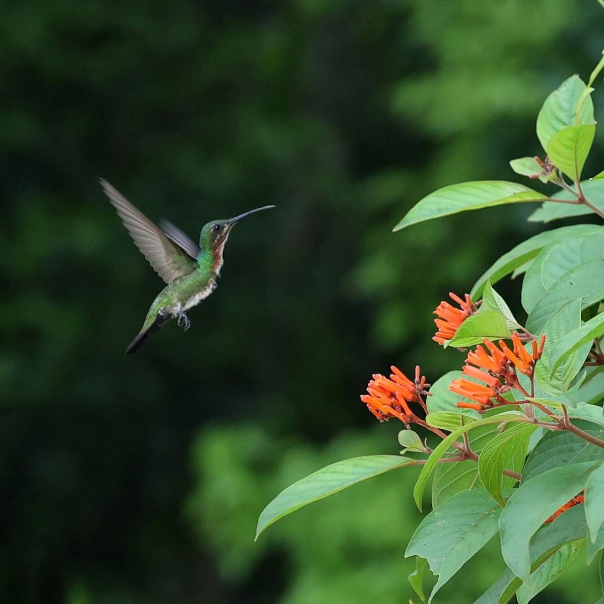 Mango de Prévost - ML646110617