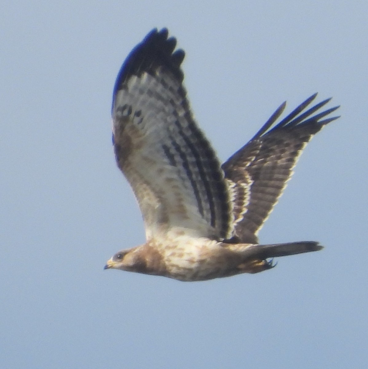 Bondrée apivore - ML646110618