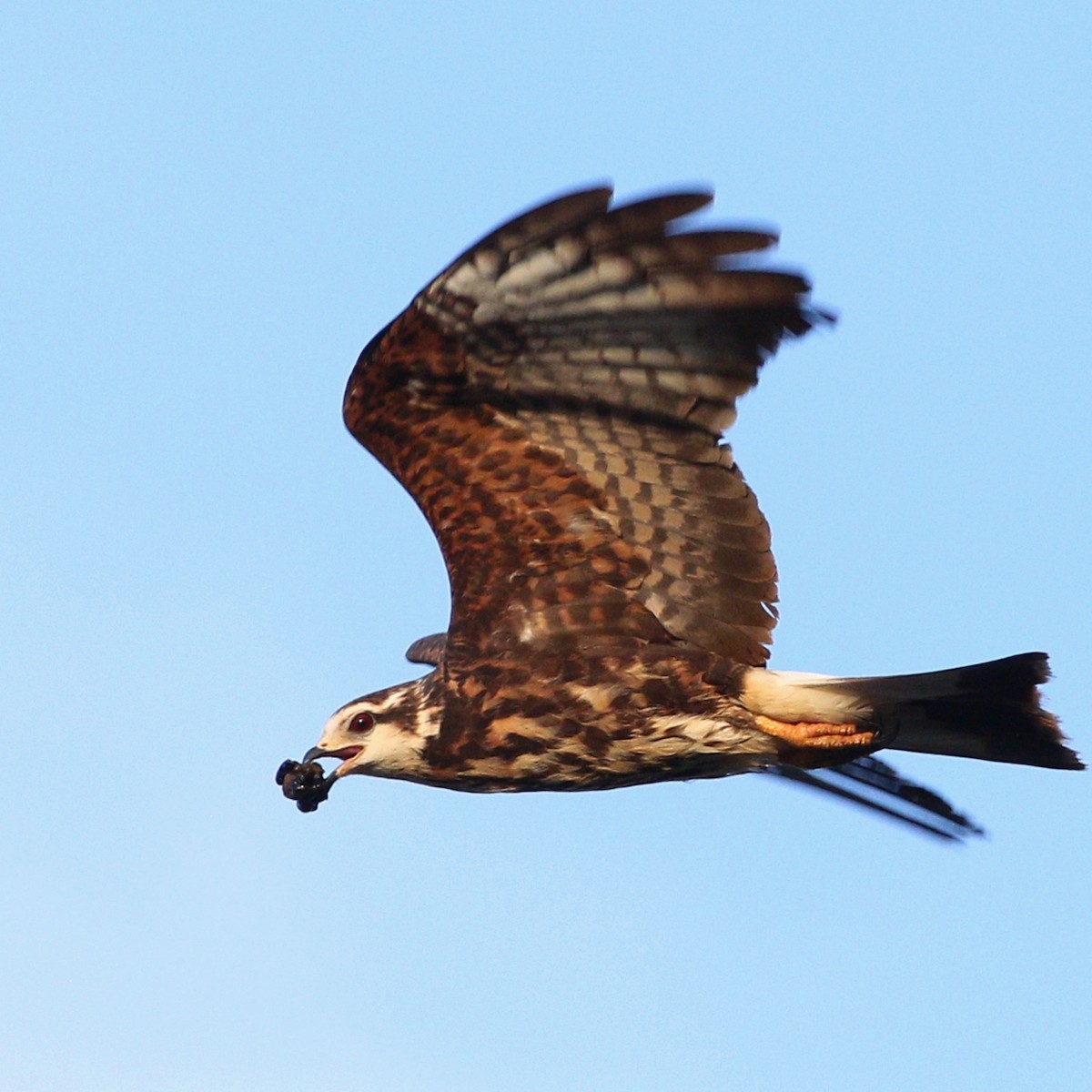 Milan des marais - ML646110619