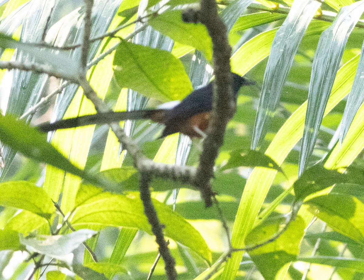 Shama à croupion blanc - ML646110621