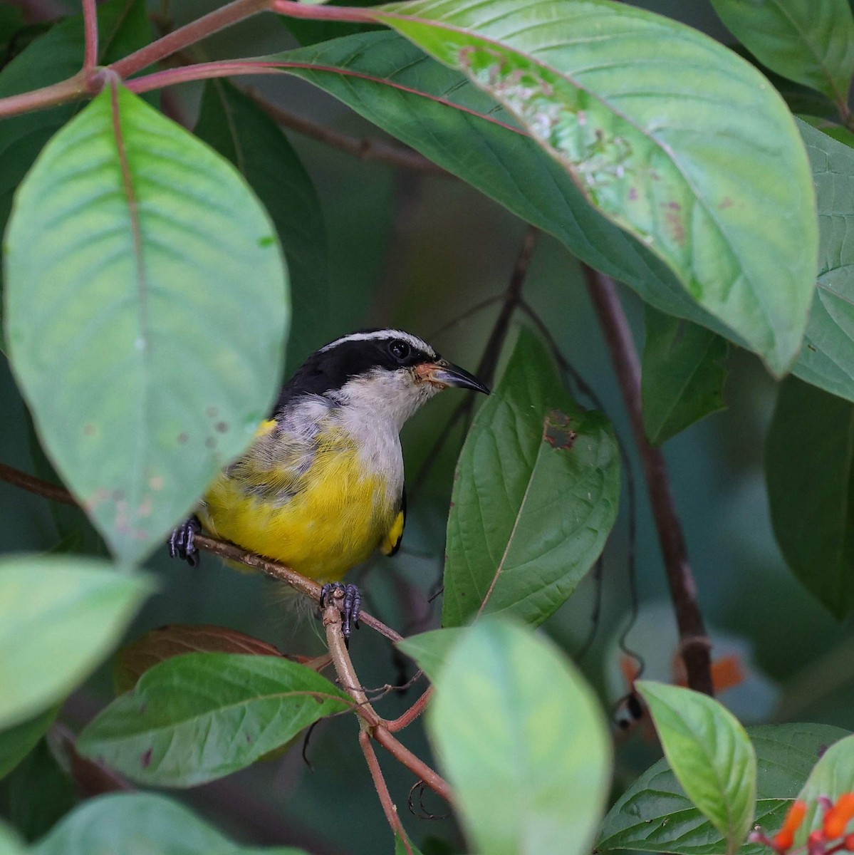 Sucrier à ventre jaune (caboti) - ML646110622