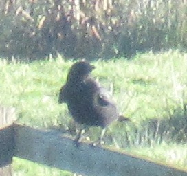 Grand Corbeau - ML646110623