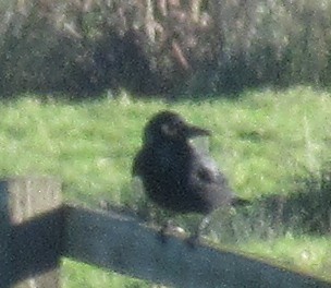 Grand Corbeau - ML646110624