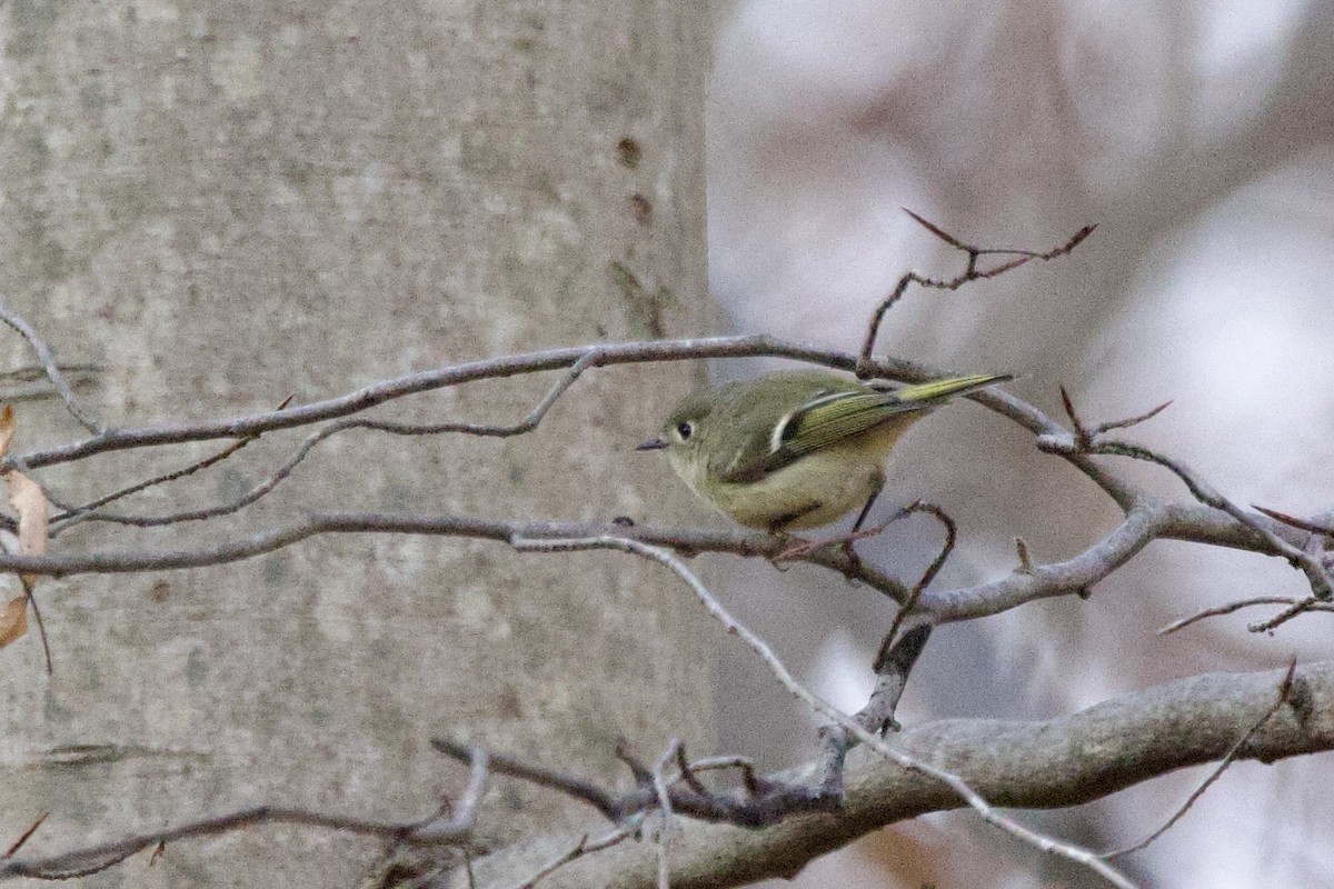 Золотомушка рубіновочуба - ML646110625