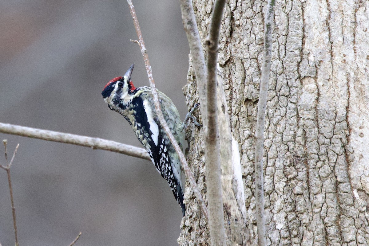 Yellow-bellied Sapsucker - ML646110632