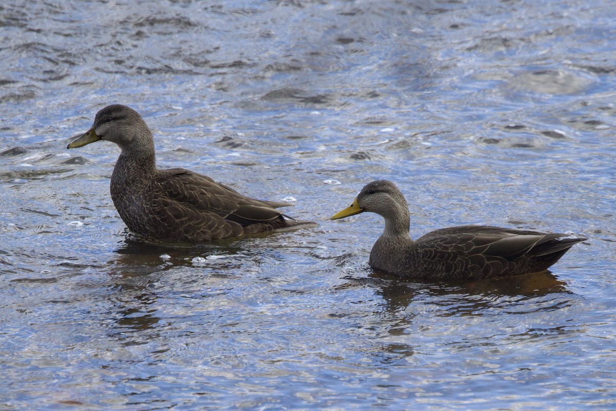 American Black Duck - ML646110634