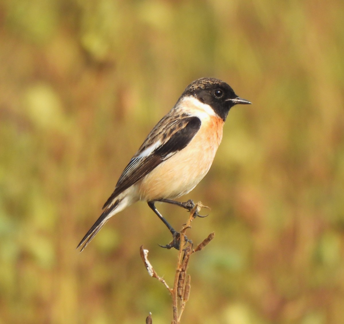 Pallasschwarzkehlchen - ML646110636