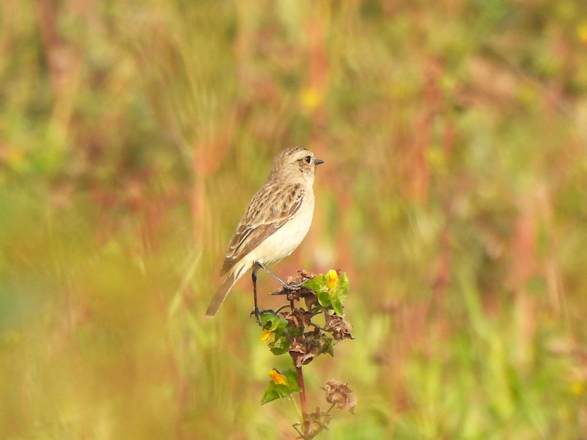 Pallasschwarzkehlchen - ML646110642