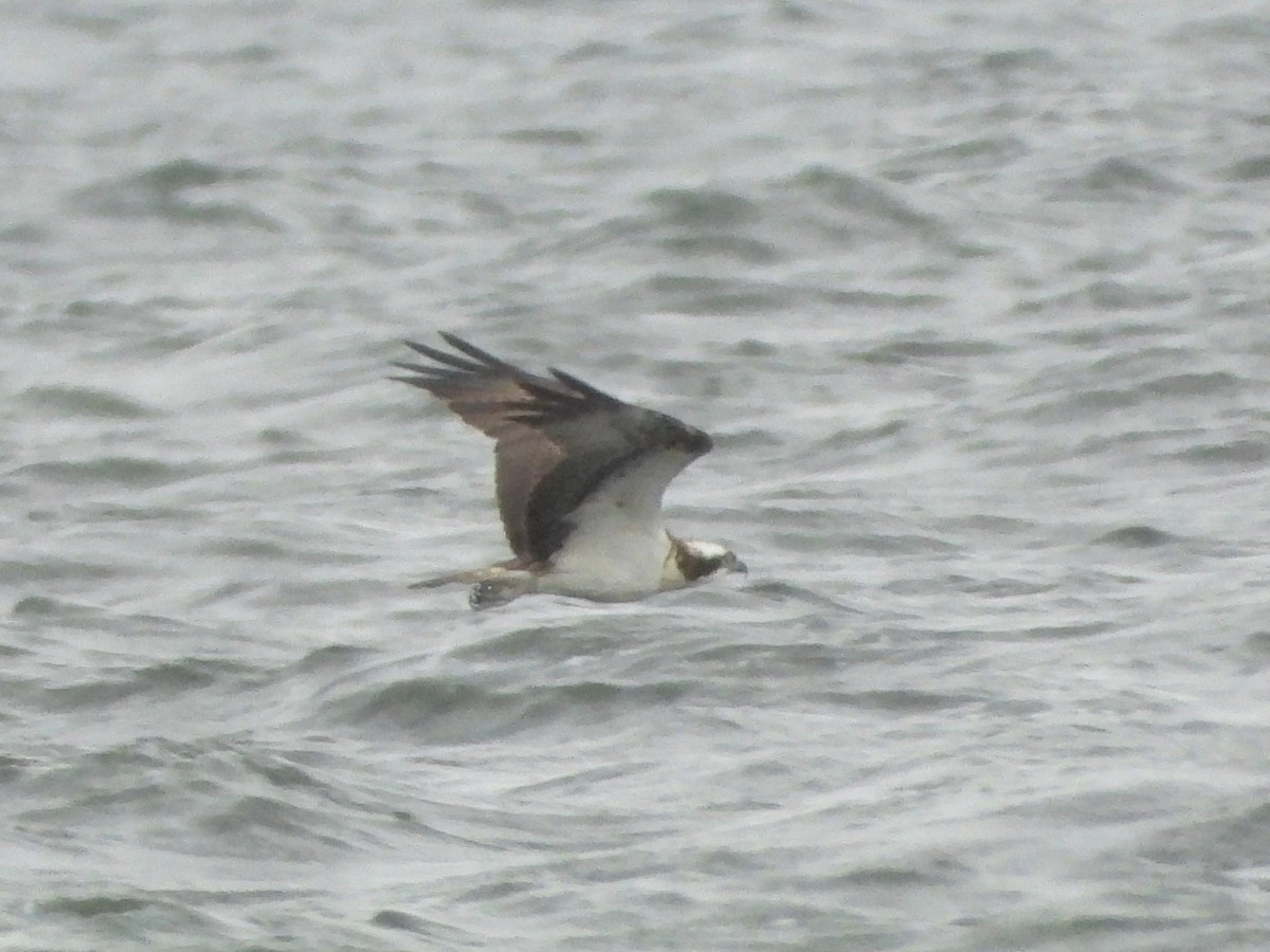 Balbuzard pêcheur - ML646110648