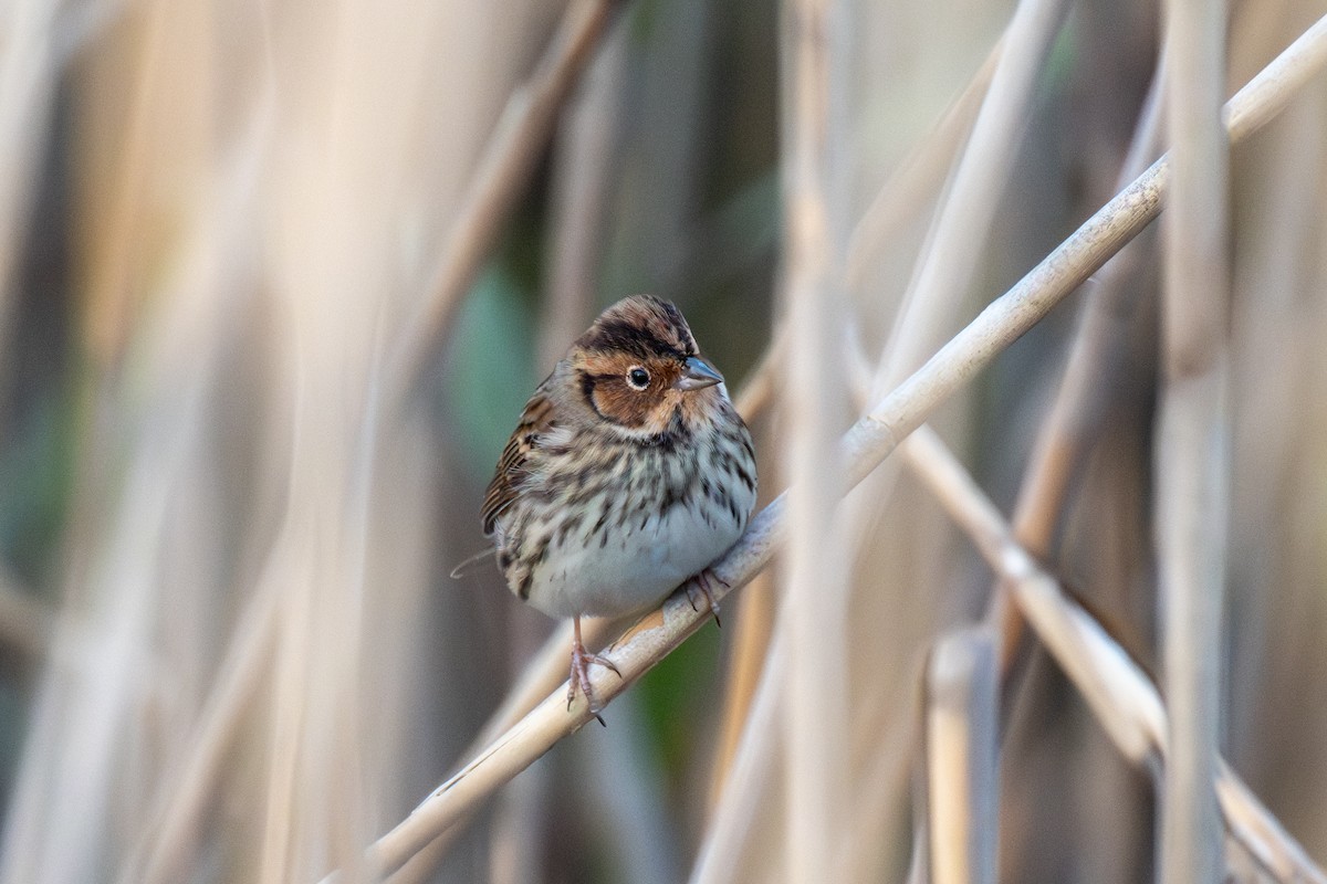 コホオアカ - ML646110652