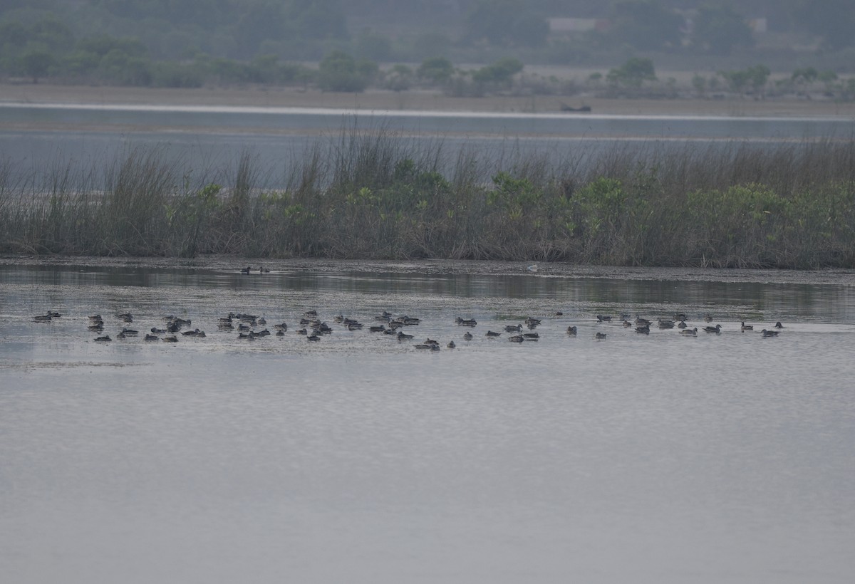 ナンキンオシ - ML646110657