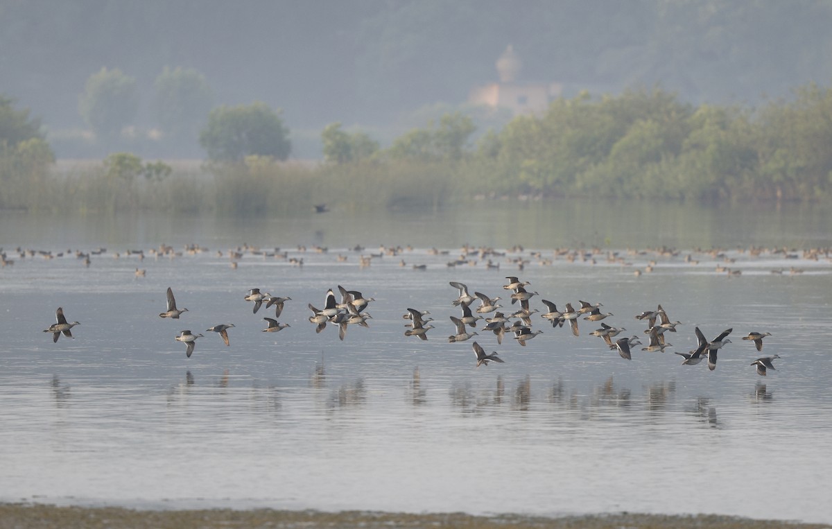 ナンキンオシ - ML646110658