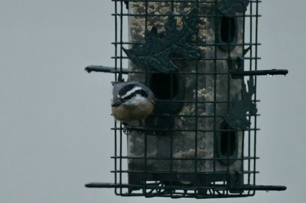 ムネアカゴジュウカラ - ML646110660