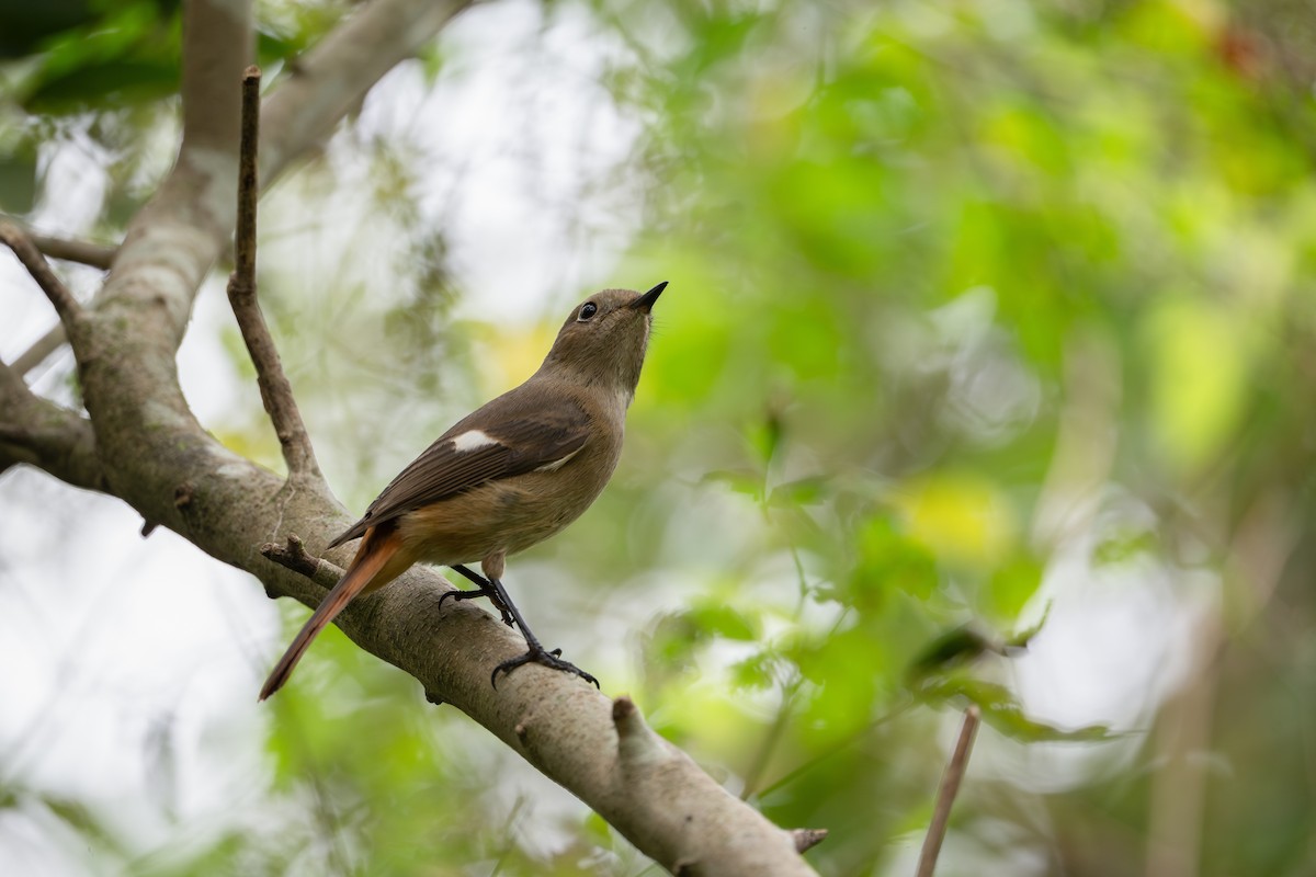 ジョウビタキ - ML646110661