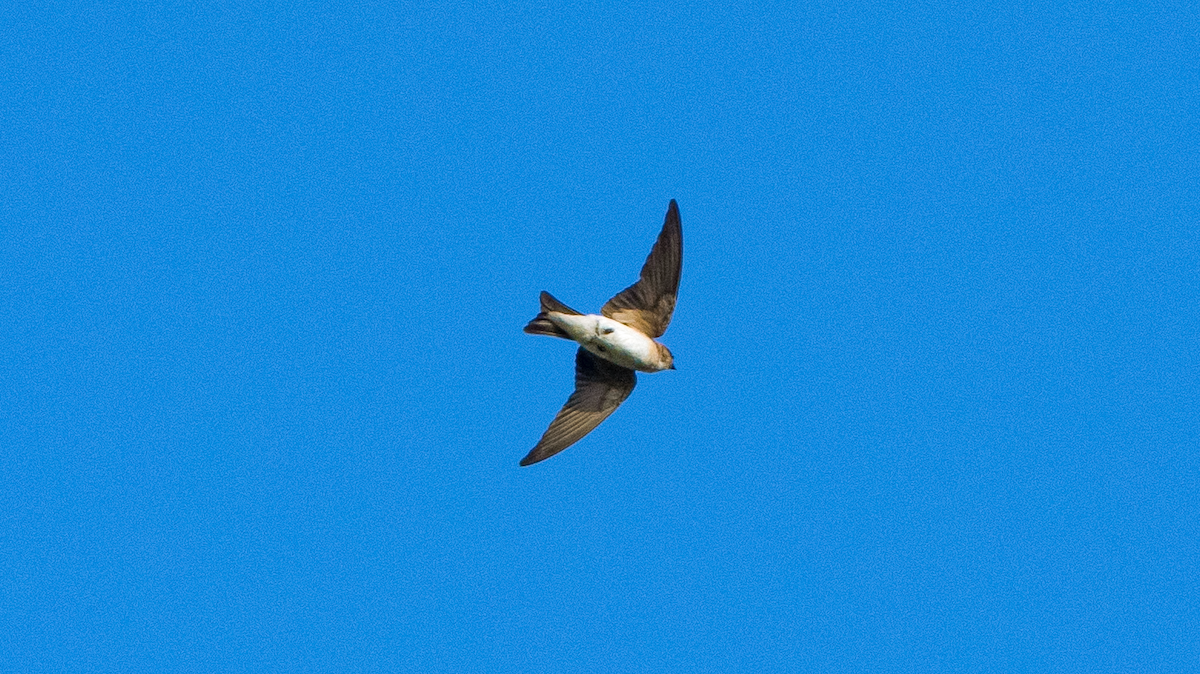 ズアカガケツバメ - ML646110662