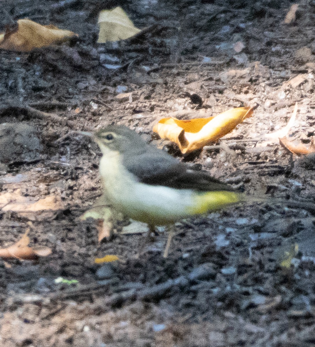 キセキレイ - ML646110663