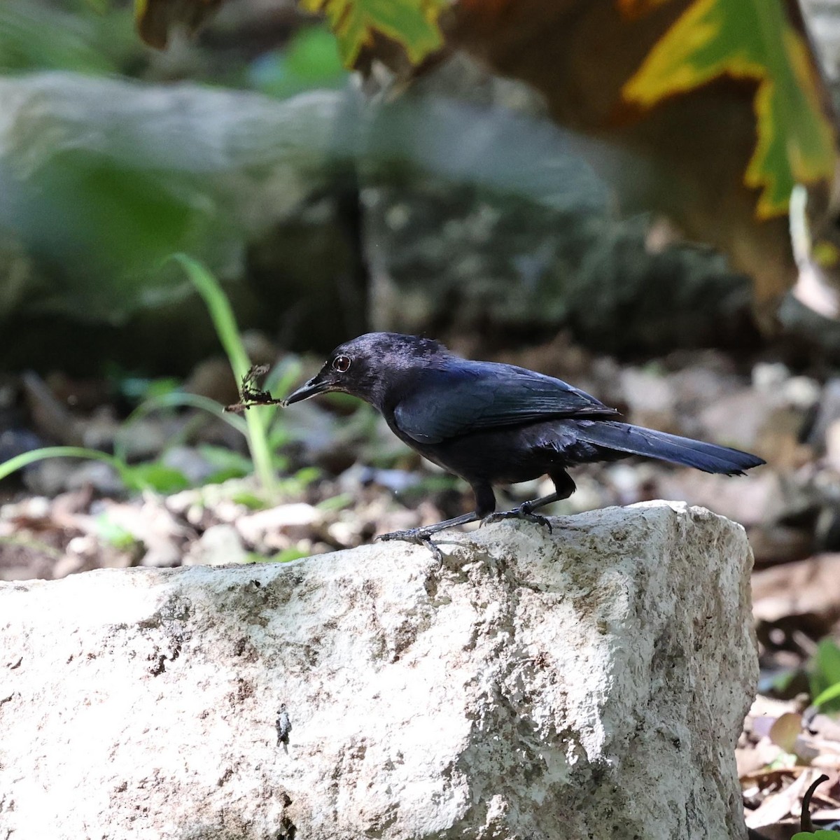 クロネコマネドリ - ML646110664