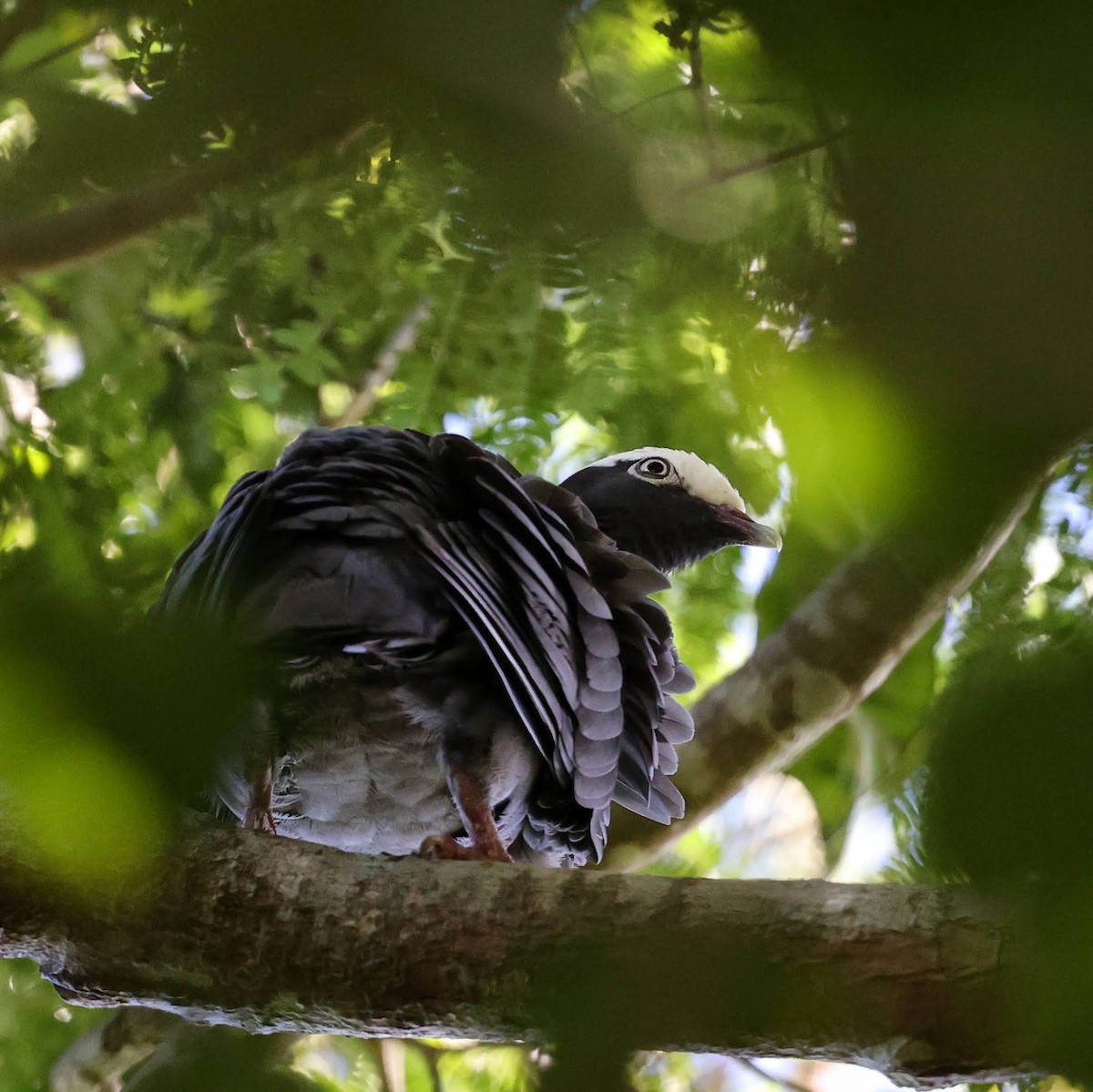 シロボウシバト - ML646110666