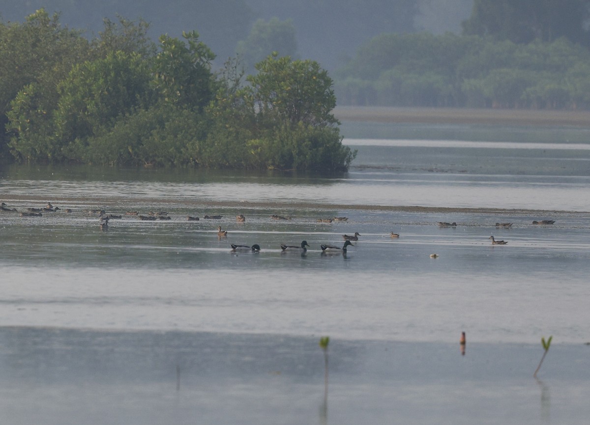 Mallard - ML646110669