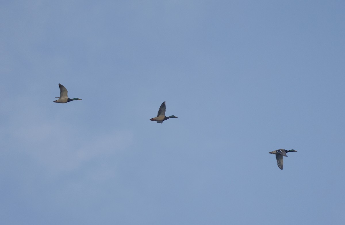 Mallard - ML646110671