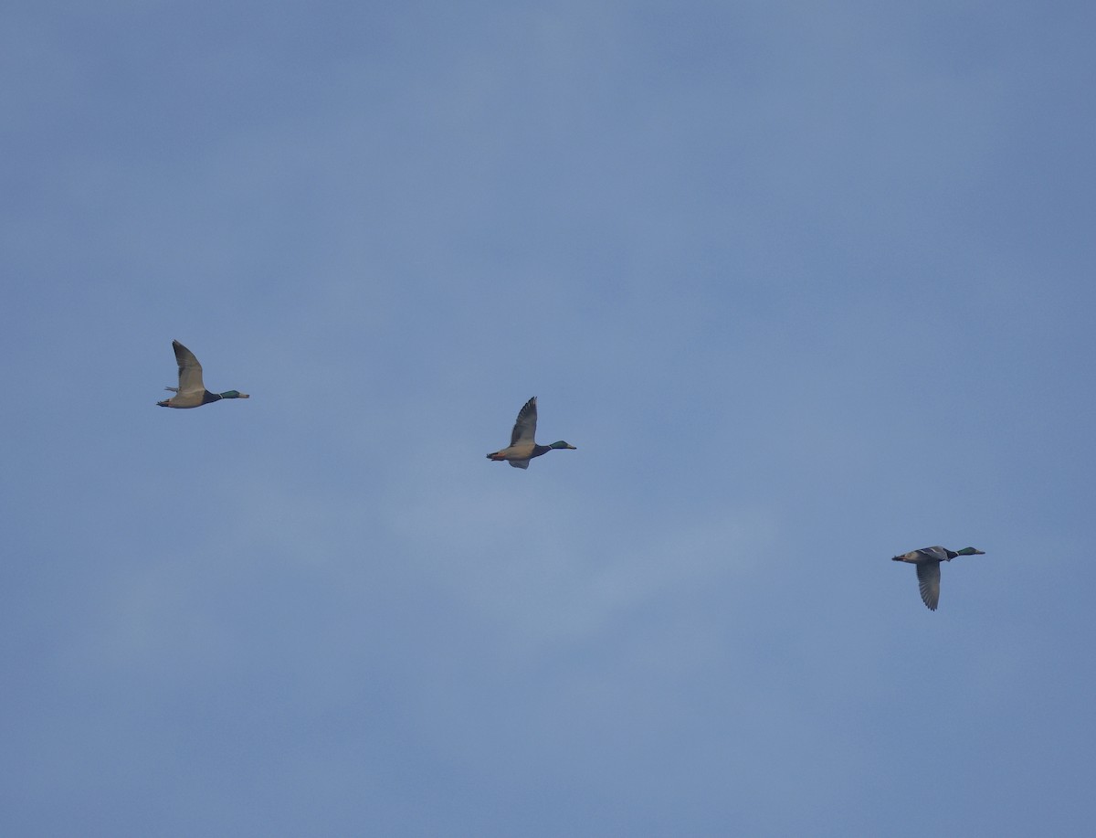 Mallard - ML646110672